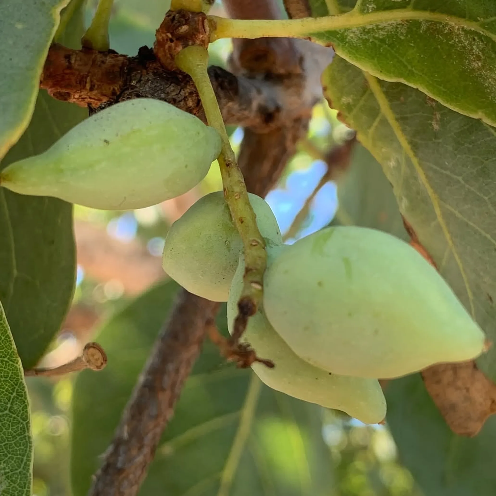 australian native food