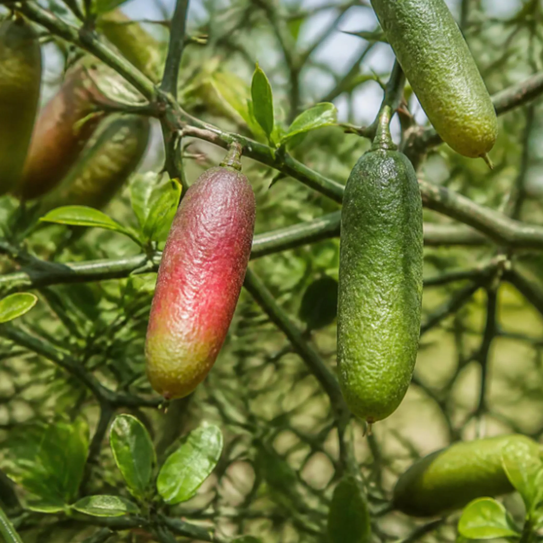 australian finger limes
