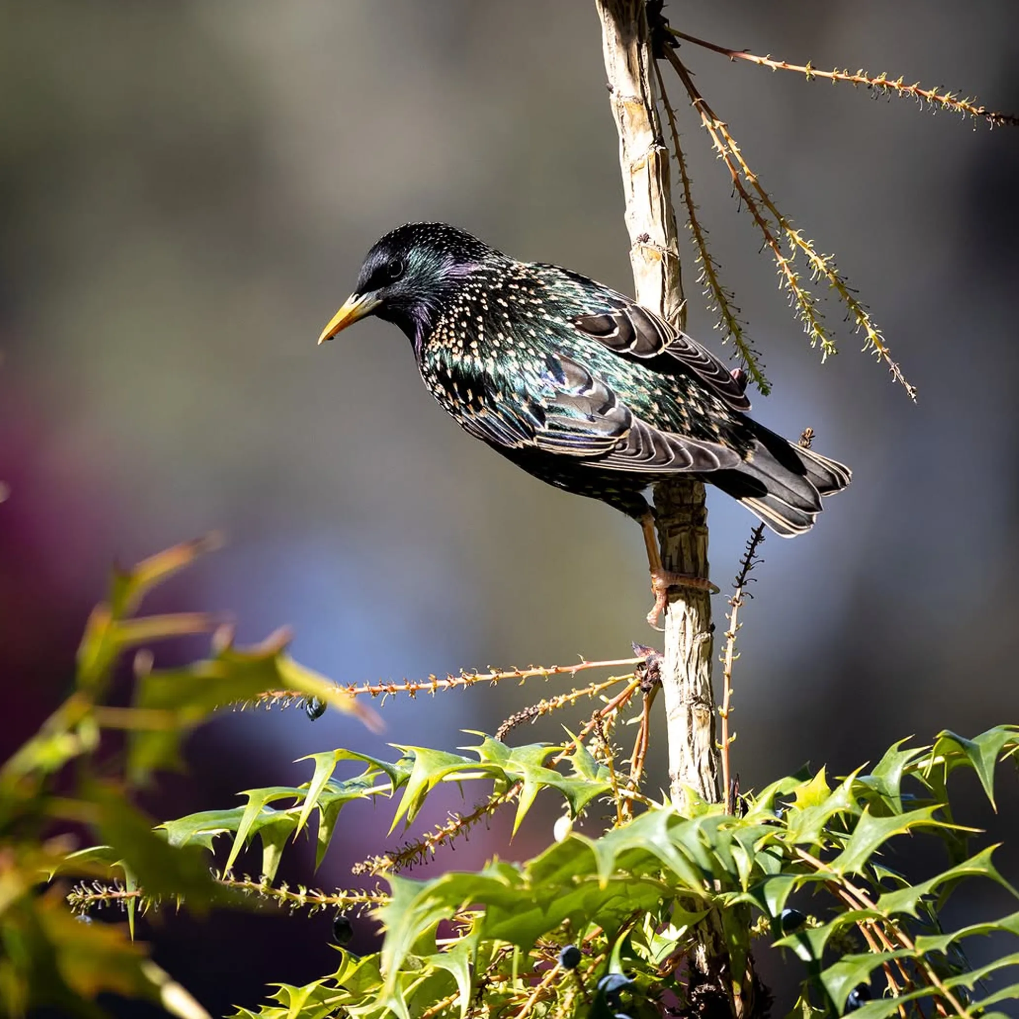 common starling photograph