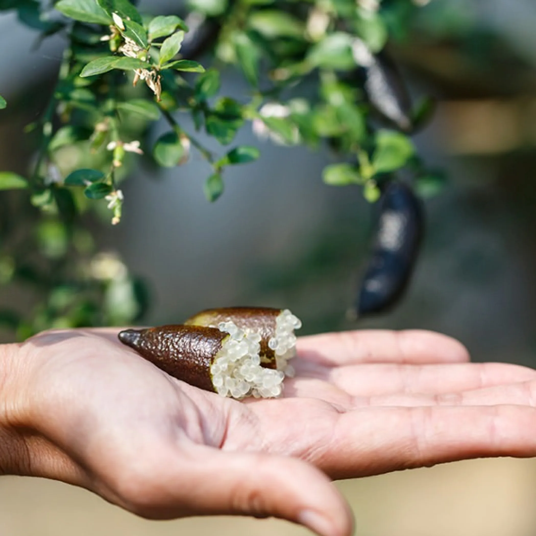 australian native food